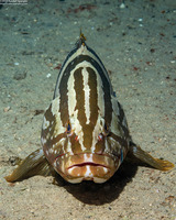 Epinephelus striatus (Nassau Grouper)