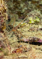 Stenorhynchus seticornis (Yellowline Arrow Crab)
