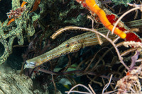 Aulostomus maculatus (Atlantic Trumpetfish)