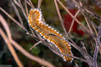 Hermodice carunculata (Bearded Fireworm)
