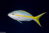 Ocyurus chrysurus (Yellowtail Snapper)