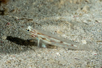 Coryphopterus tortugae (Patch-Reef Goby)