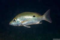 Lutjanus mahogoni (Mahogany Snapper)