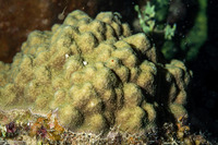 Porites astreoides (Mustard Hill Coral)