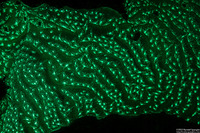 Agaricia lamarcki (Whitestar Sheet Coral)