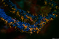 Parazoanthus swiftii (Golden Zoanthid)