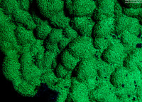 Porites astreoides (Mustard Hill Coral)