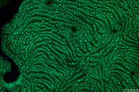 Agaricia agaricites (Lettuce Coral)