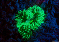 Phymanthus crucifer (Beaded Anemone)