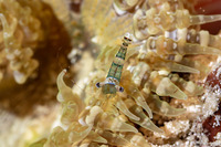 Thor amboinensis (Squat Shrimp)