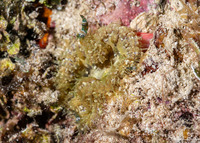 Phymanthus crucifer (Beaded Anemone)