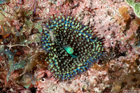 Ricordea florida (Florida Corallimorph)