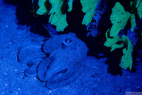 Octopus briareus (Caribbean Reef Octopus)