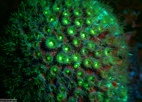 Montastraea cavernosa (Great Star Coral)