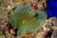 Ricordea florida (Florida Corallimorph)