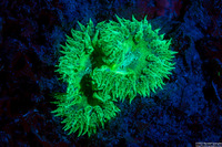 Phymanthus crucifer (Beaded Anemone)