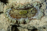 Phymanthus crucifer (Beaded Anemone)