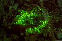 Bunodosoma granuliferum (Warty Anemone)