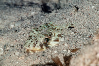 Synodus intermedius (Sand Diver)