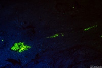 Synodus intermedius (Sand Diver)