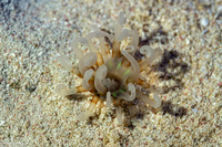 Isarachnanthus nocturnus (Banded Tube-Dwelling Anemone)