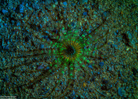 Isarachnanthus nocturnus (Banded Tube-Dwelling Anemone)