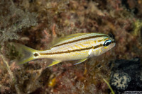 Haemulon flavolineatum (French Grunt)