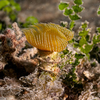 Protula sp.1 (Red-Spotted Horseshoe Worm)