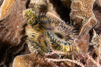 Branchiomma nigromaculatum (Black-Spotted Feather Duster)