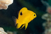 Stegastes planifrons (Threespot Damselfish)