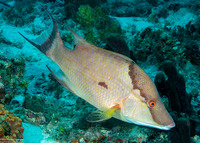 Lachnolaimus maximus (Hogfish)