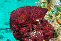 Mycale laxissima (Strawberry Vase Sponge)