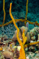 Aplysina cauliformis (Row Pore Rope Sponge)