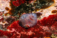 Spirobranchus spinosus (Christmas Tree Worm)
