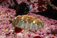 Mopalia spectabilis (Red-Flecked Mopalia)