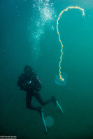 Praya sp.1 (Praya sp.1)