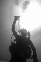 Aurelia aurita (Moon Jelly)