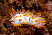 Limacia mcdonaldi (McDonald's Dorid)
