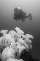 Metridium farcimen (White-Plumed Anemone)