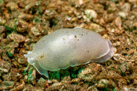 Berthella chacei (White Berthella)