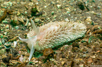 Aeolidia loui (Shag-Rug Aeolid)