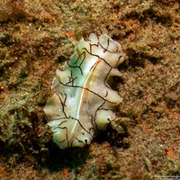 Eurylepta californica (Montgomery's Flatworm)