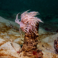 Dendronotus iris (Rainbow Dendronotus)