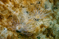 Pachycerianthus aestuari (Pachycerianthus Aestuari)