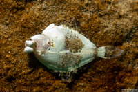 Pleuronichthys coenosus (C-O Sole)