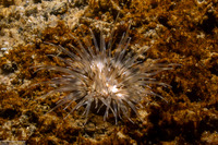Diadumene leucolena (Ghost Anemone)