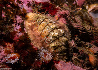 Mopalia ciliata (Hairy Chiton)