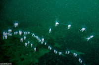 Apolemia uvaria (Apolemia Uvaria)