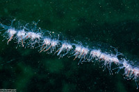 Apolemia uvaria (Apolemia Uvaria)