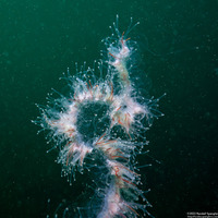 Apolemia uvaria (Apolemia Uvaria)